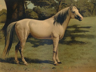 Il cavallo arabo del generale Sir Hope Grant, c1879 da Unbekannt