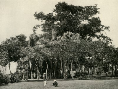 Il baniano, Barrackpore, 1870, 1925 da Unbekannt