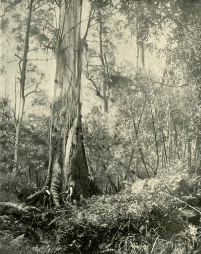 Il Barone, un noto albero alto, 1901 da Unbekannt