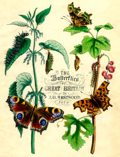 Le farfalle della Gran Bretagna, c1855 da Unbekannt