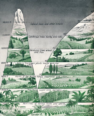 Le diverse zone di vegetazione, 1935 da Unbekannt
