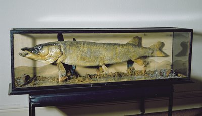 Il luccio di Dowdeswell, lunghezza 135 cm da Unbekannt