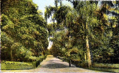 Il Viale dei Fiori, Kensington Gardens, Londra, XX secolo da Unbekannt
