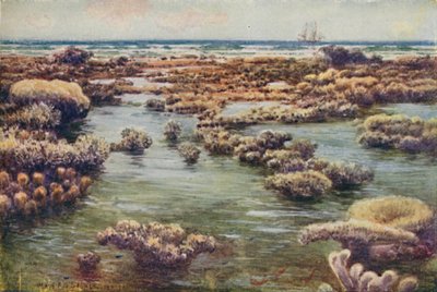 La Grande Barriera Corallina, 1923 da Unbekannt