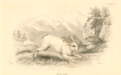 La lepre Lepus europaeus da Unbekannt