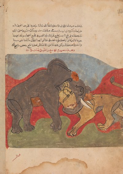 Il leone e l