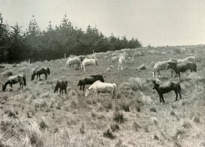 I pony della Manciuria sull