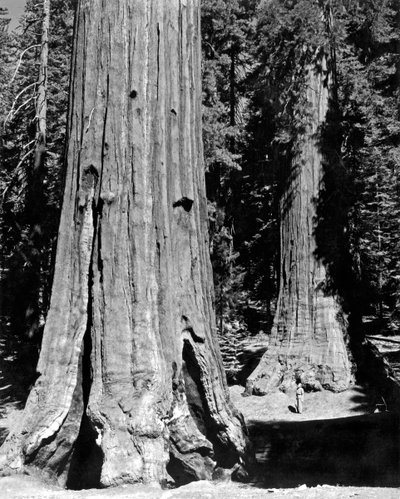 Il bosco di Mariposa a Yosemite da Unbekannt