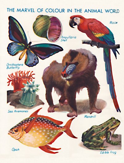 La Meraviglia del Colore nel Mondo Animale, 1935 da Unbekannt