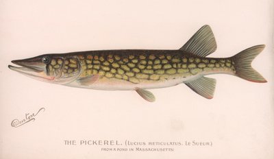 Il Lucius Reticulatus. Le Sueur., c.1920s da Unbekannt