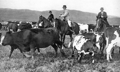 Il Principe di Galles che raduna il bestiame in Alberta, Canada, c1930 da Unbekannt