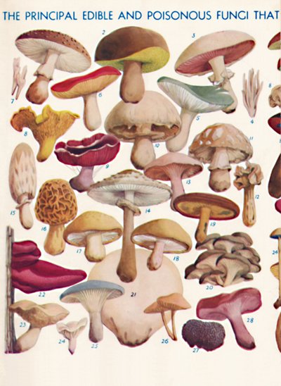 I principali funghi commestibili e velenosi nelle isole britanniche, 1935 da Unbekannt