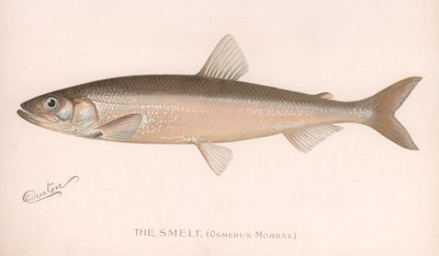 Il Smeet Osmerus Mordax da Unbekannt