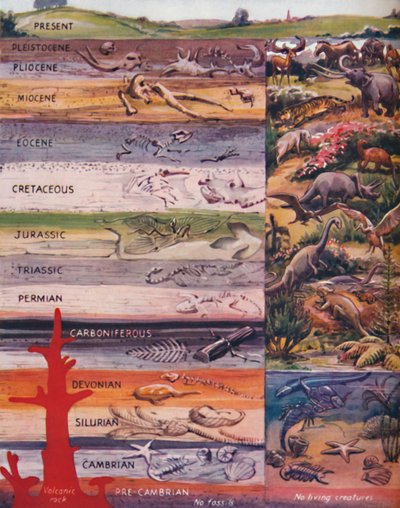 La successione della vita nelle rocce, 1935 da Unbekannt