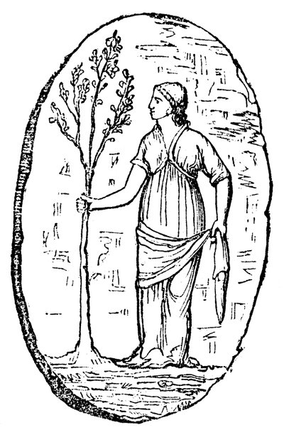 La dea Minerva che tiene un giovane ulivo da Unbekannt