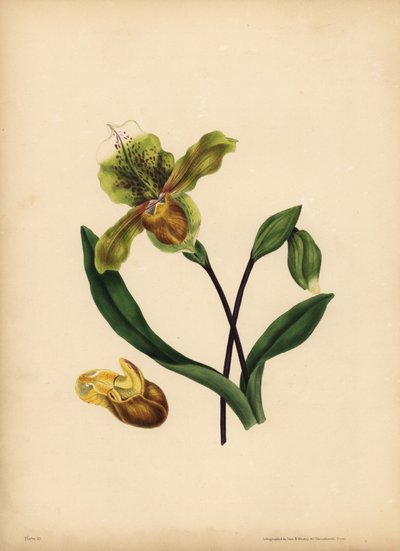 Scarpetta della Madonna, Cypripedium reginae, Somiglianza da Unbekannt