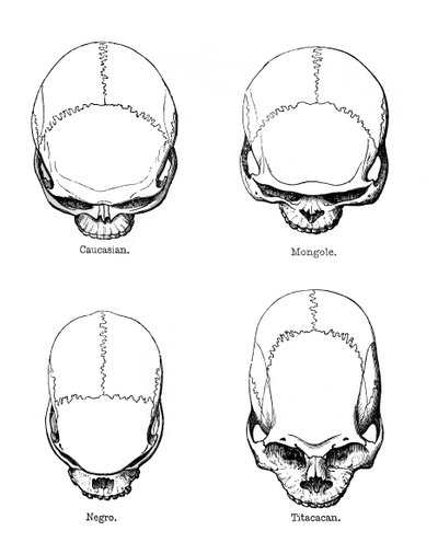 La configurazione verticale del cranio da Unbekannt