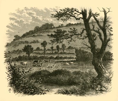 Thistledon, 1898 da Unbekannt