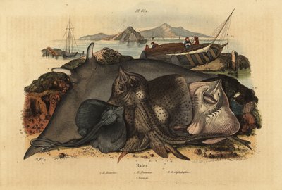 Razza chiodata, Raja clavata 1, razza lusitana, Rhinoptera marginata 2, e razza diavolo gigante, Mobula mobular 3, in pericolo da Unbekannt