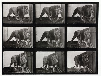 Fotografie time-lapse di un leone che cammina nella sua gabbia da Unbekannt