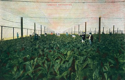 Raccolta del tabacco, 1900 da Unbekannt