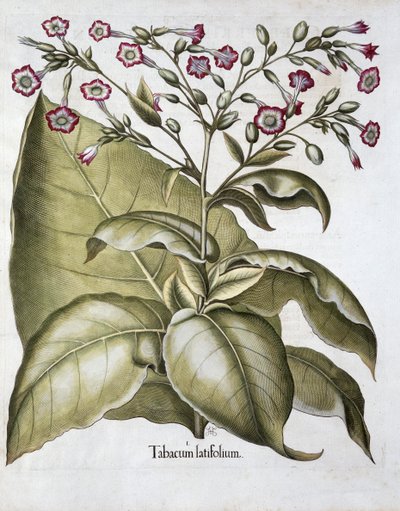 Pianta di tabacco, 1613 da Unbekannt