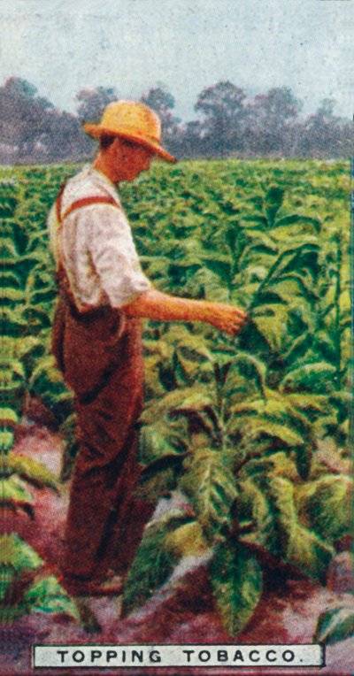 Raccolta del tabacco da Unbekannt