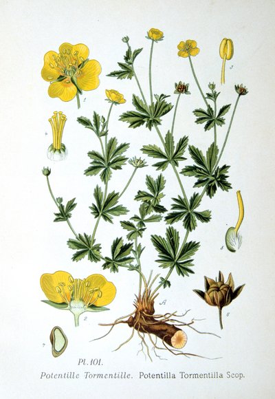 Tormentilla, 1893 da Unbekannt