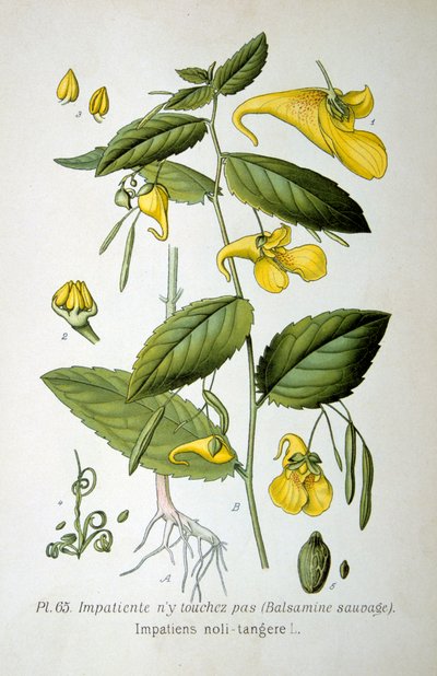 Non mi toccare balsamo, 1893 da Unbekannt
