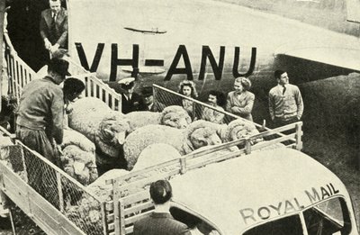 Trasporto di montoni premiati per via aerea da Unbekannt