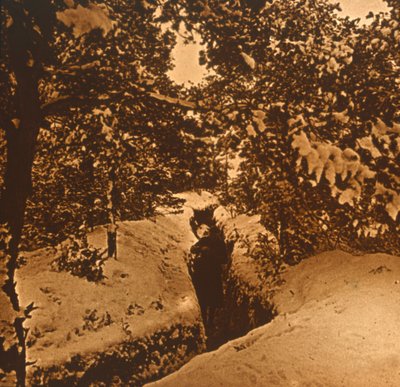 Trincee sotto gli abeti, c1914-c1918 da Unbekannt