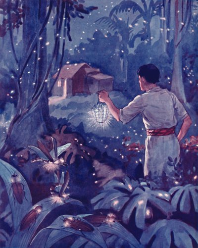 Lucciole tropicali come punti di luce danzanti, 1935 da Unbekannt