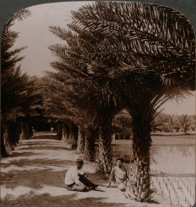 Bellezza tropicale di un viale di palme da dattero, Moanalua vicino a Honolulu, H. Is. da Unbekannt