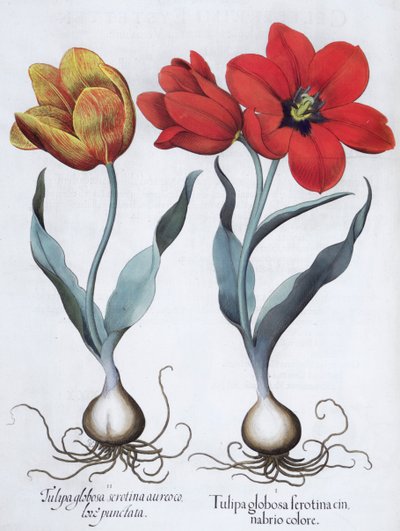 Tulipani, 1613 da Unbekannt