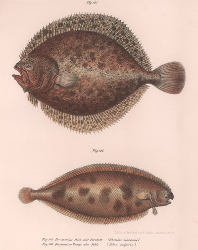 Rombo, Rhombus maximus, sogliola comune Solea vulgaris, c.1850s da Unbekannt