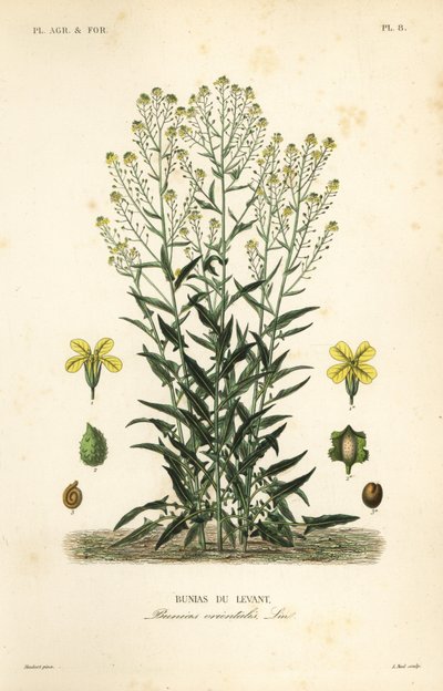 Rucola turca, Bunias orientalis da Unbekannt