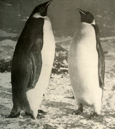 Due pinguini imperatore, c1908, 1909 da Unbekannt