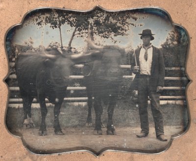 Due Buoi e Conducente, 1850s da Unbekannt