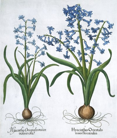Due giacinti blu, 1613 da Unbekannt