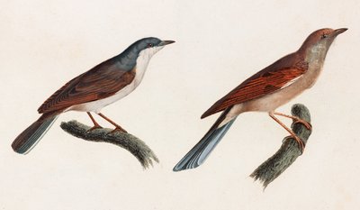 Due illustrazioni a colori di uccelli da Unbekannt
