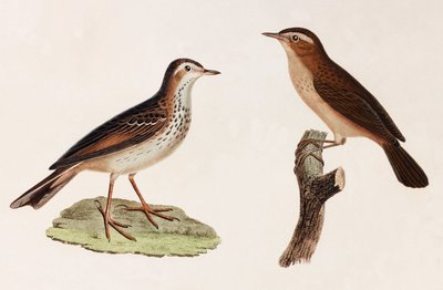 Due illustrazioni a colori di uccelli da Unbekannt