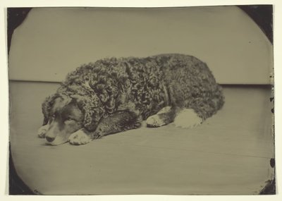 Cane senza titolo, 1850-99 da Unbekannt