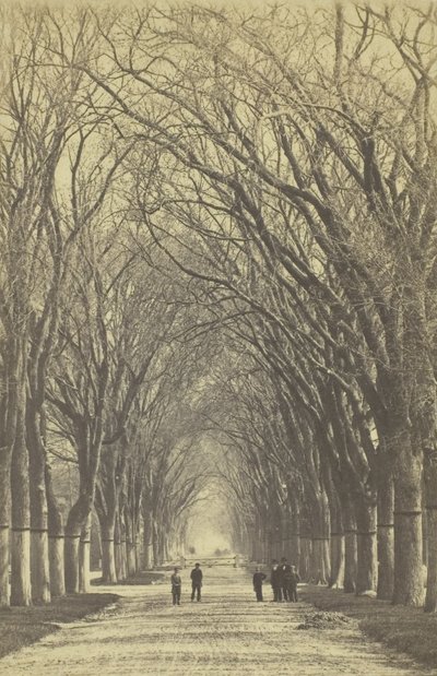 Viale di alberi senza titolo, 1840-1900 da Unbekannt