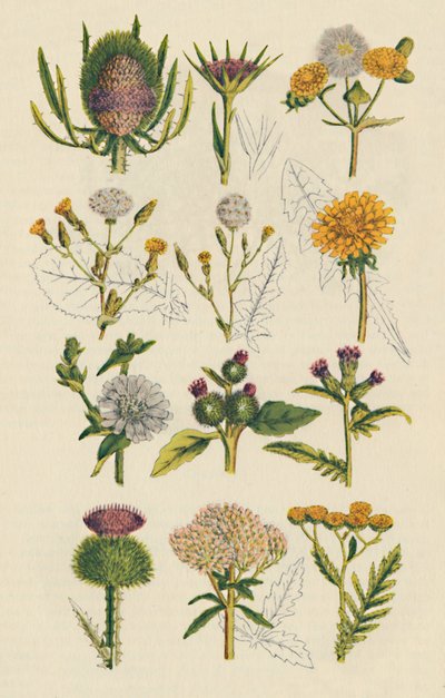 Varietà di fiori selvatici britannici, 1947 da Unbekannt