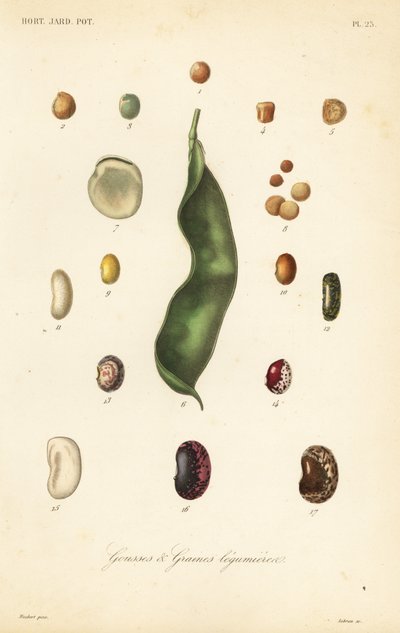Varietà di piselli e fagioli da Unbekannt