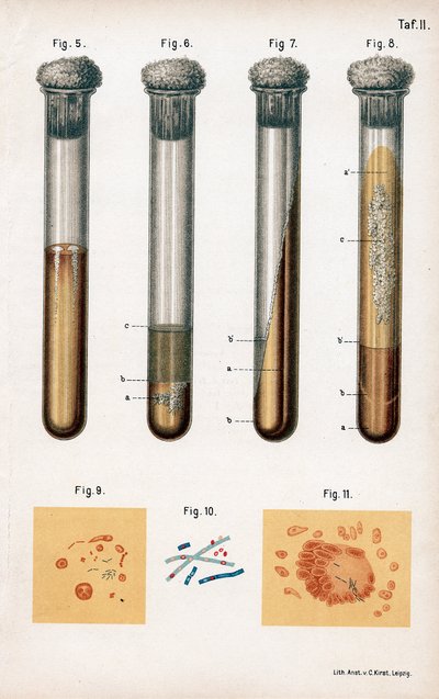 Vari tipi di batteri, 1889 da Unbekannt