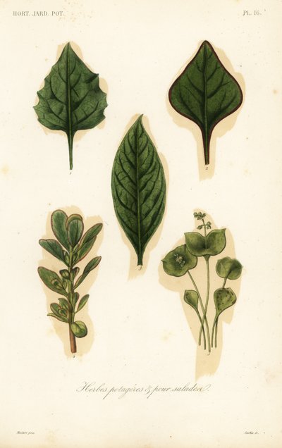 Verdure e foglie per insalata da Unbekannt