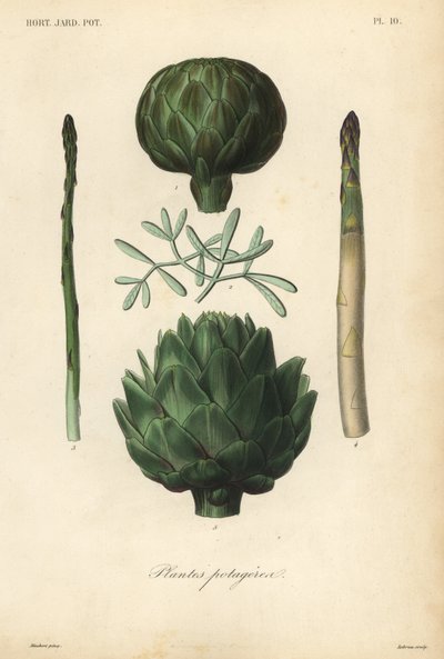 Ortaggi, Plantes potageres da Unbekannt
