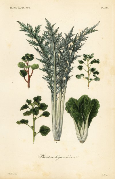 Ortaggi, plantes legumieres da Unbekannt