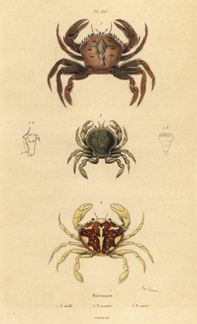 Granchio vellutato, Necora puber 1, granchio nuotatore marmorizzato, Liocarcinus marmoreus 2, e granchio nuotatore di Pennant, Portumnus latipes 3 da Unbekannt
